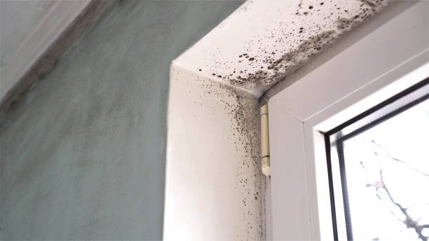 Best Toxic Mold Removal  in Carey, OH