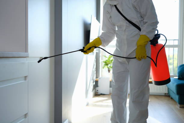 Best Local Mold Removal Service  in Carey, OH