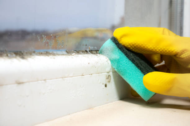 Best Emergency Mold Removal  in Carey, OH