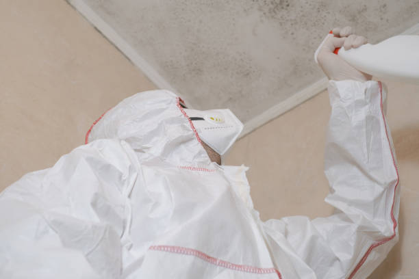 Best Black Mold Removal  in Carey, OH