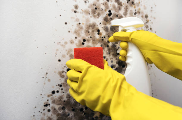 Best Mold Removal Company Near Me  in Carey, OH