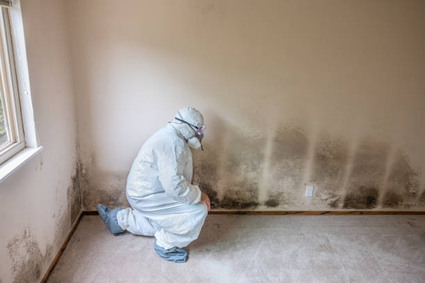 Best Black Mold Removal  in Carey, OH