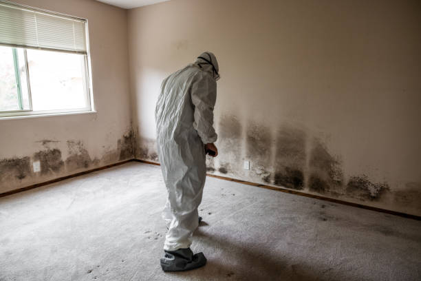Best Fast Mold Removal  in Carey, OH