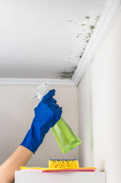 Best Office Mold Removal Services  in Carey, OH